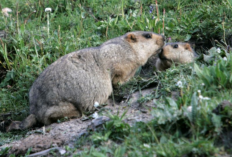 FILE PHOTO: Marmots meet at entrance of their lair in