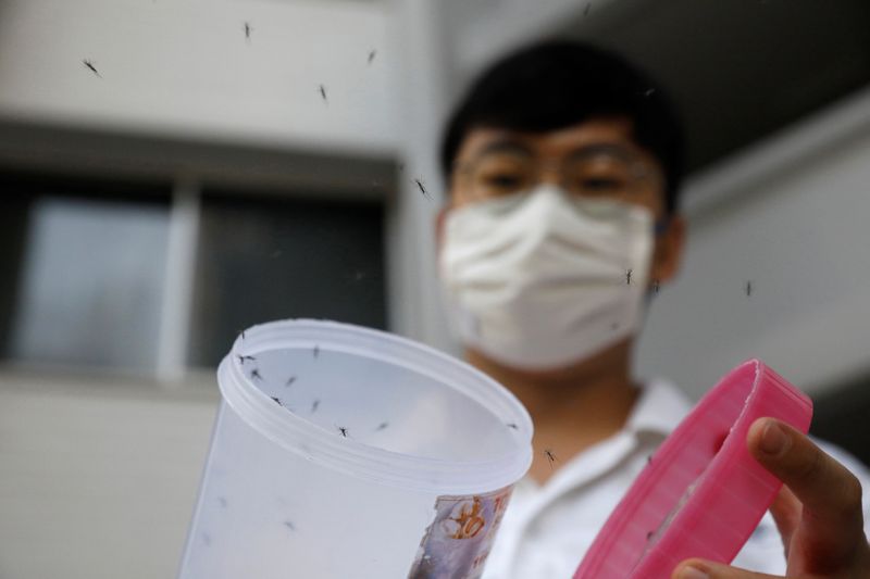Male Wolbachia-aedes aegypti mosquitos are released at a public housing