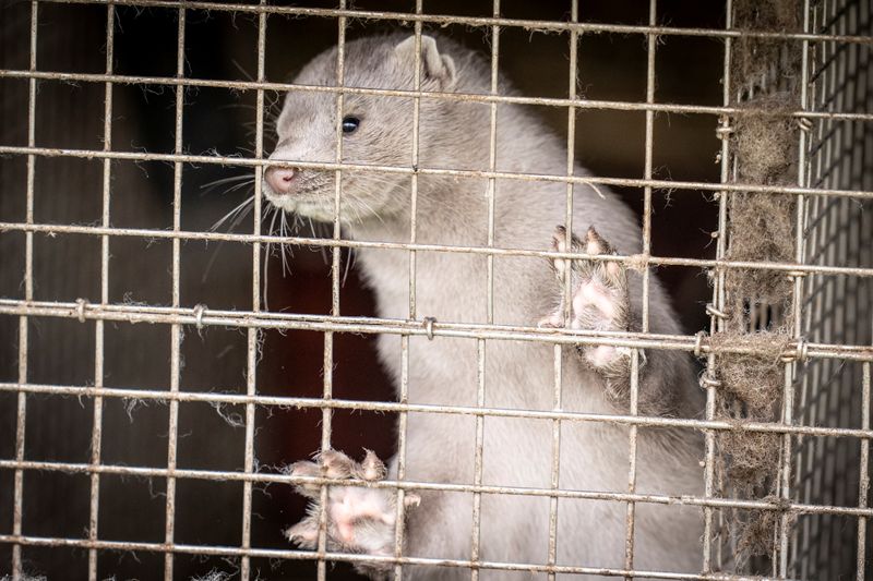 A caged mink looks on, amid the coronavirus disease (COVID-19)