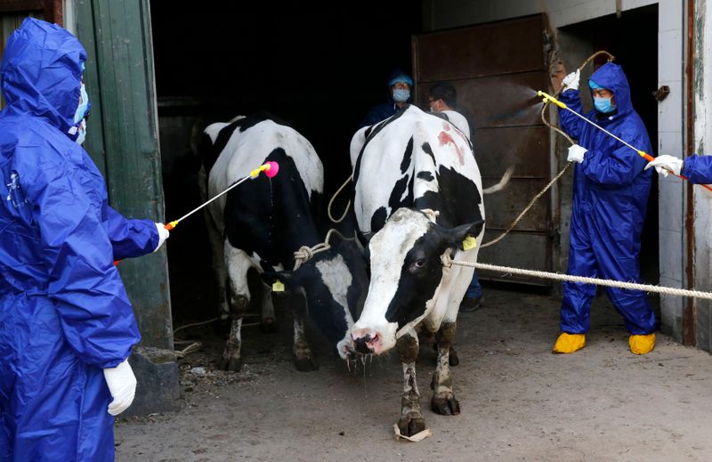 Cows diagnosed with brucellosis are disinfected before being culled by