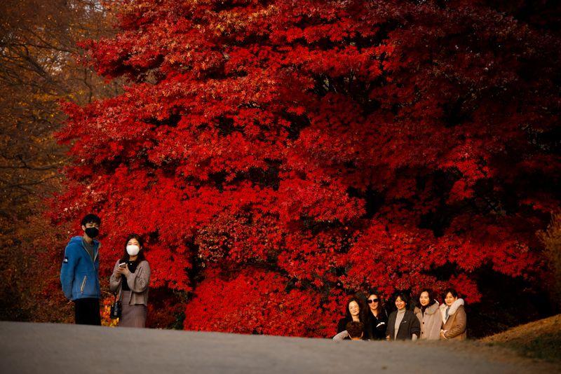 Women pose for photographs by maple leaves in Seoul