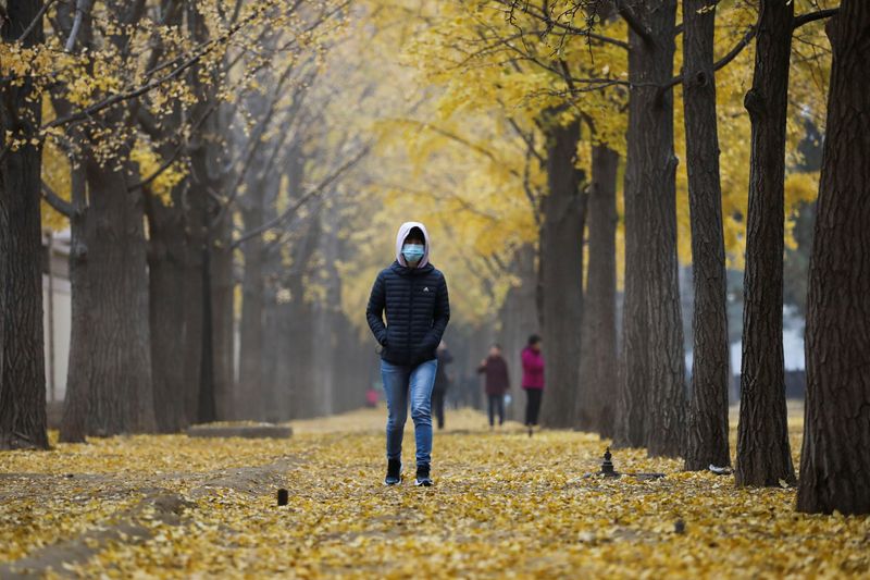 A person walks under ginkgo trees on an autumn day,