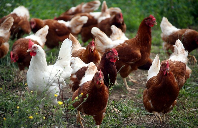 FILE PHOTO: Free-range chicken are seen on a field outside