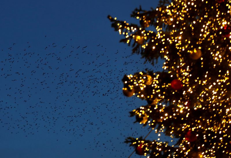 FILE PHOTO: Starlings fly over the Christmas tree in Piazza