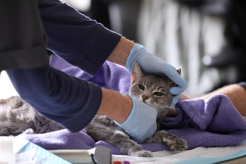 FILE PHOTO: Home vet visits in New York during the