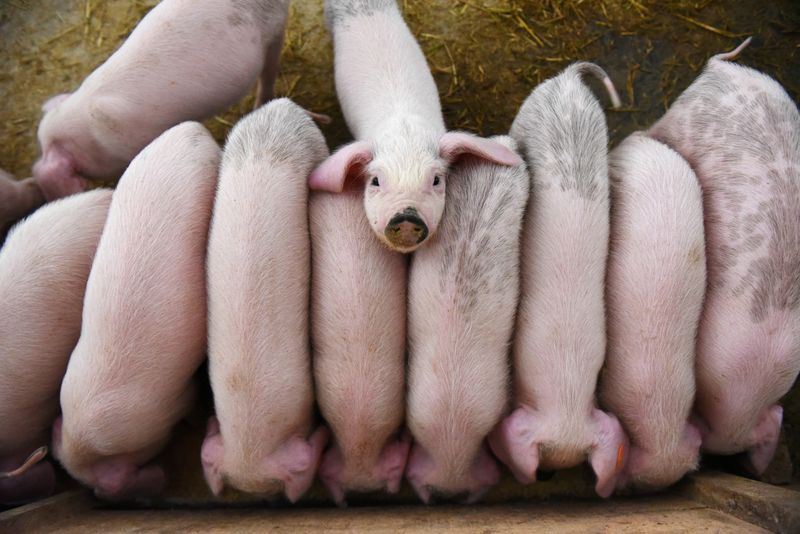 Young pigs are seen at a farm in Xianju county