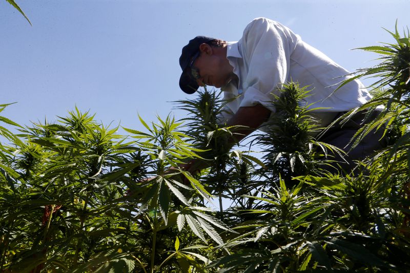 FILE PHOTO: A farmer is seen tending to cannabis plants