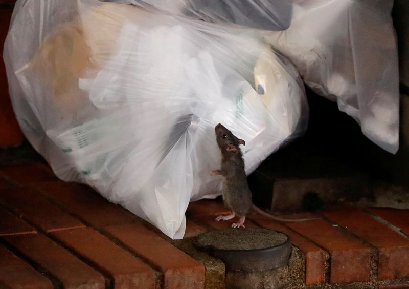 A rat tries to feed off garbage in Kabukicho nightlife