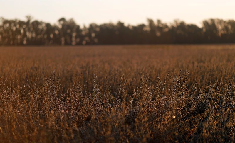 FILE PHOTO: Soy plants are seen at sunset on a