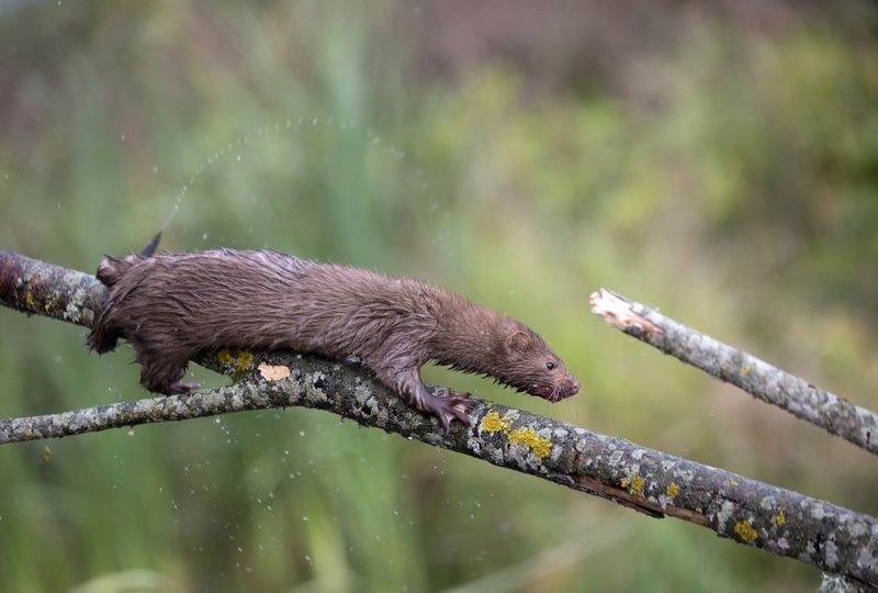 FILE PHOTO: American mink is seen on a tree branch