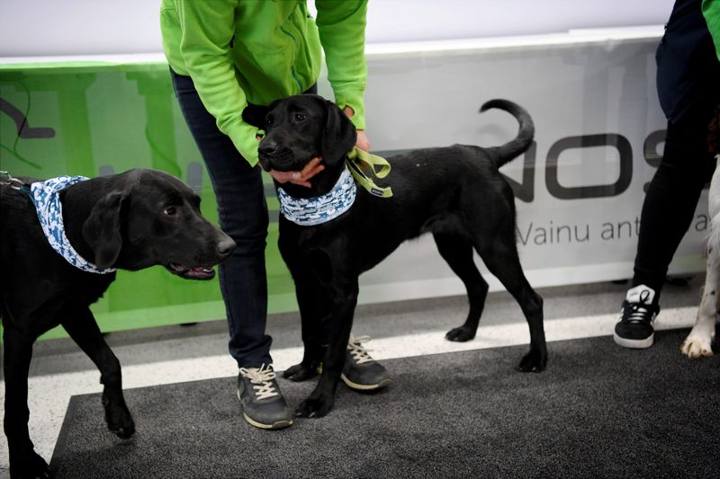 SARS-CoV-2 sniffer dogs in Vantaa