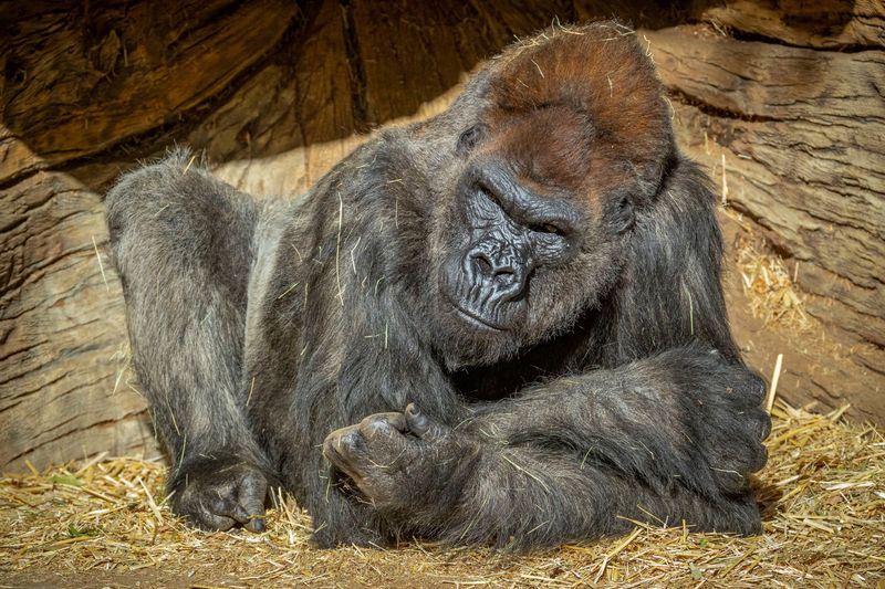 FILE PHOTO: Gorilla sits after two of its troop tested