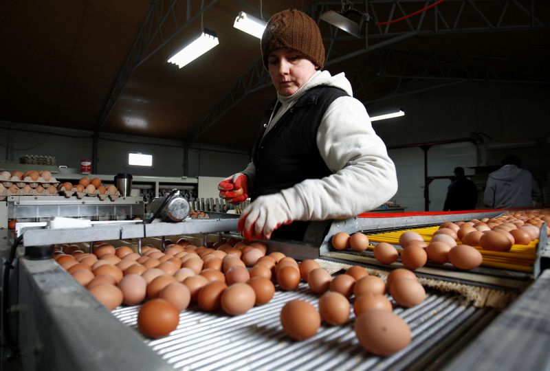 FILE PHOTO: A worker sorts eggs at a chicken farm