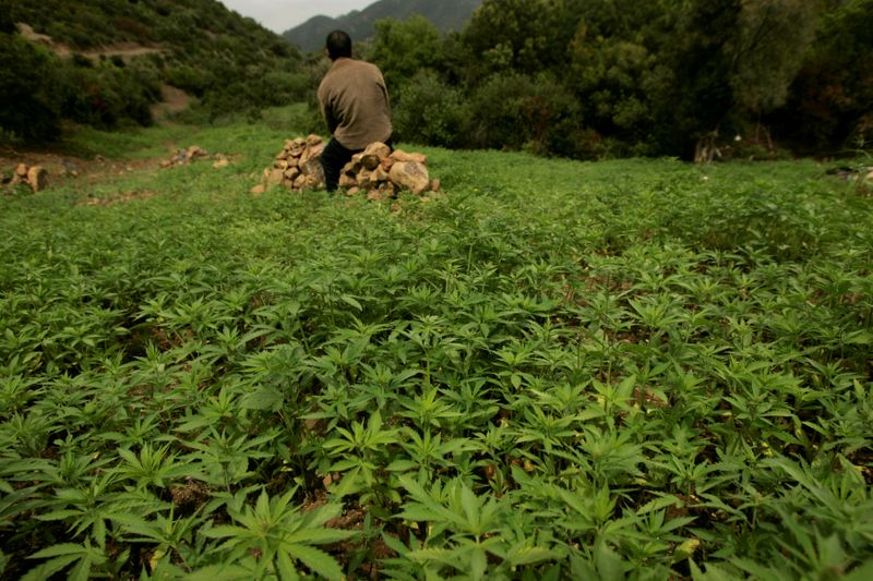FILE PHOTO: A farmer guards his plantation of cannabis near