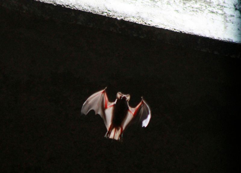One of some 1.5 million bats emerges from below the