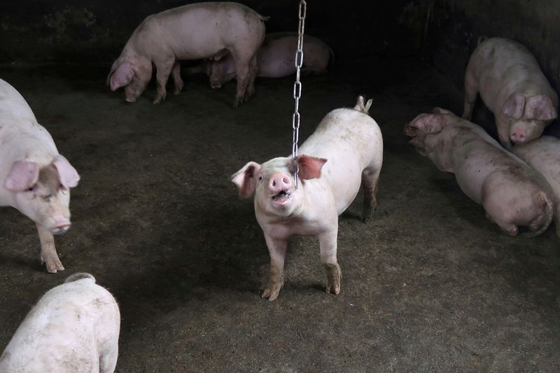 FILE PHOTO: FILE PHOTO: Pigs are seen at a backyard