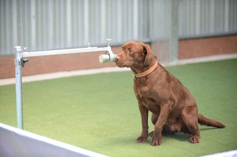 A dog is seen during its training to detect the