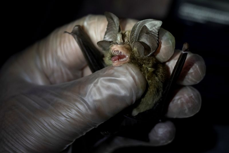 The Wider Image: By catching bats, these ‘virus hunters’ hope