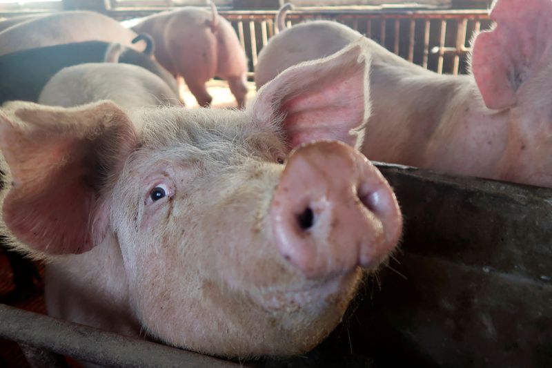 FILE PHOTO: Pigs are seen on a family farm in