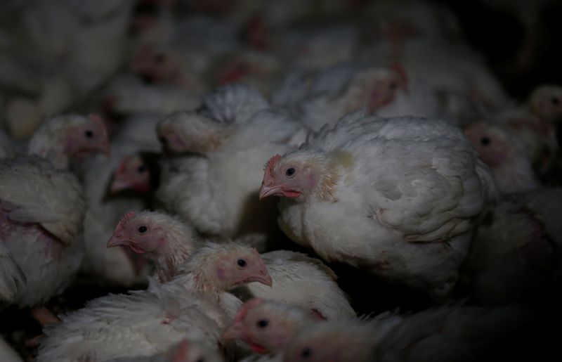 Chickens are seen at a poultry farm at Hartbeesfontein, a