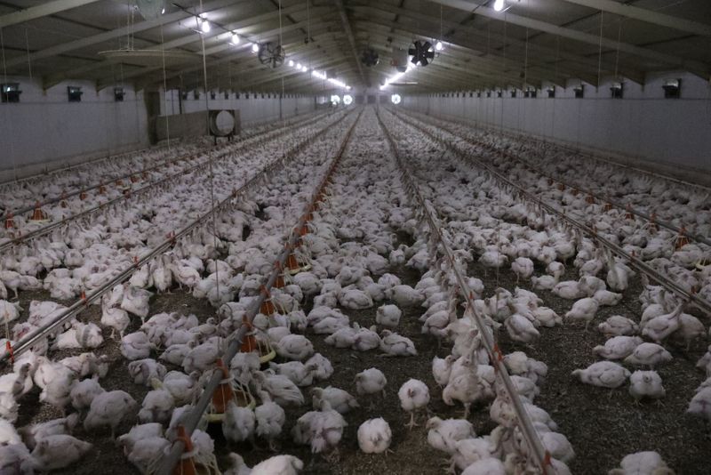 Chickens are seen at a poultry farm at Hartbeesfontein, a