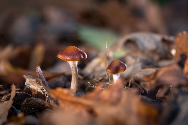 Psilocybe Cyanescens mushrooms are seen growing wild