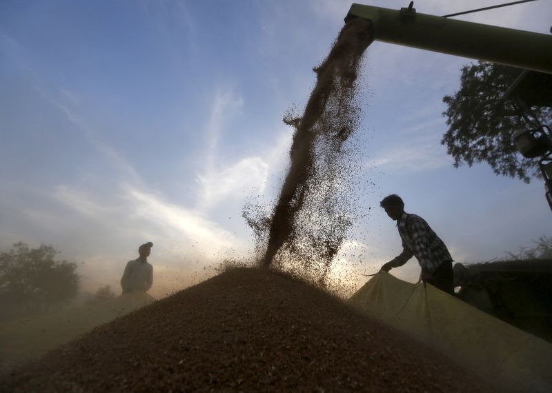 FILE PHOTO: A harvester is used to deposit wheat crop