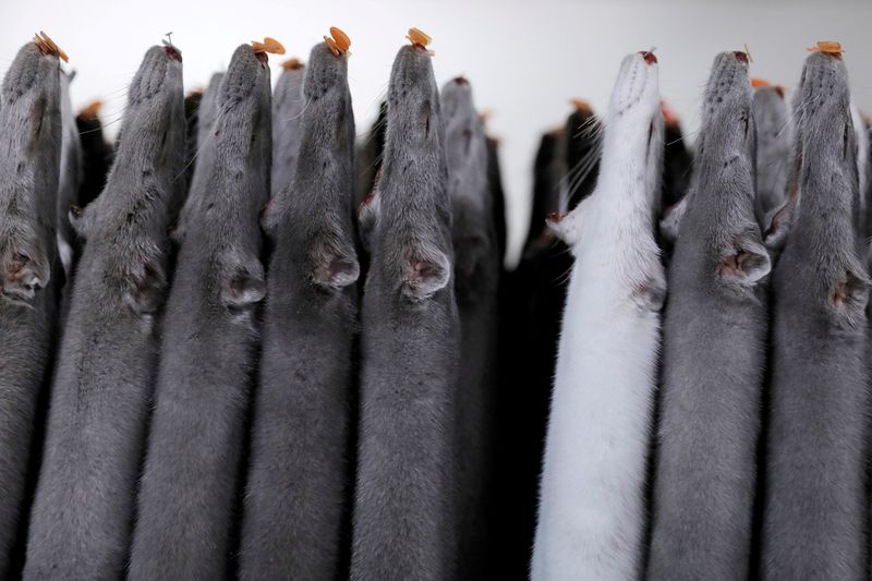 FILE PHOTO: Mink pelts are seen stored at Danpels, a