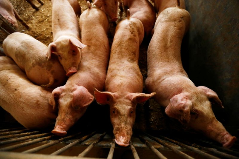 FILE PHOTO: Pigs are seen in a piggery at a