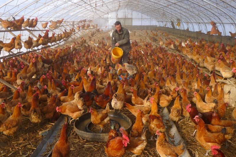FILE PHOTO: FILE PHOTO: Man provides water for chickens inside