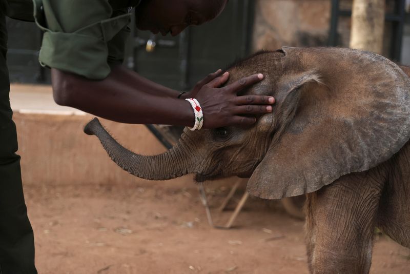 A keeper touches Nkoberlengi, six weeks old orphaned elephant, at