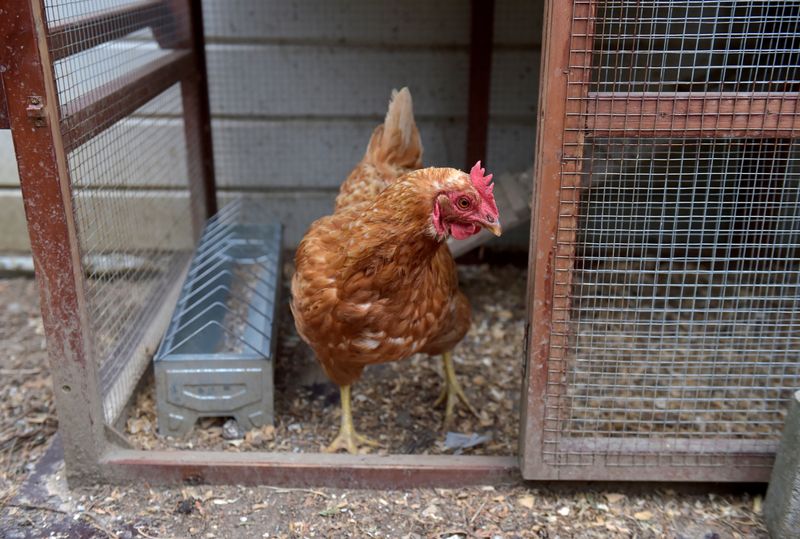 Chicken stands in a coop in Wangenies