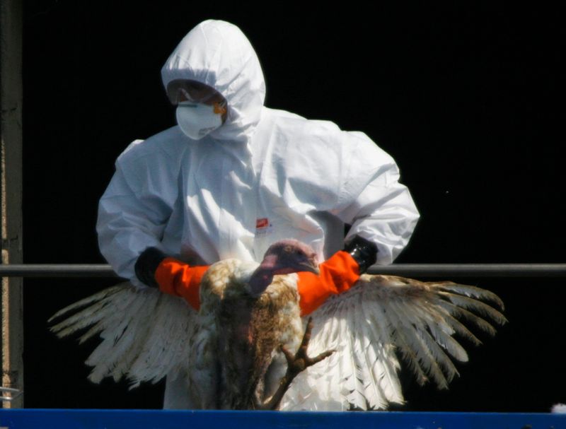 A worker throws a turkey into container at a farm