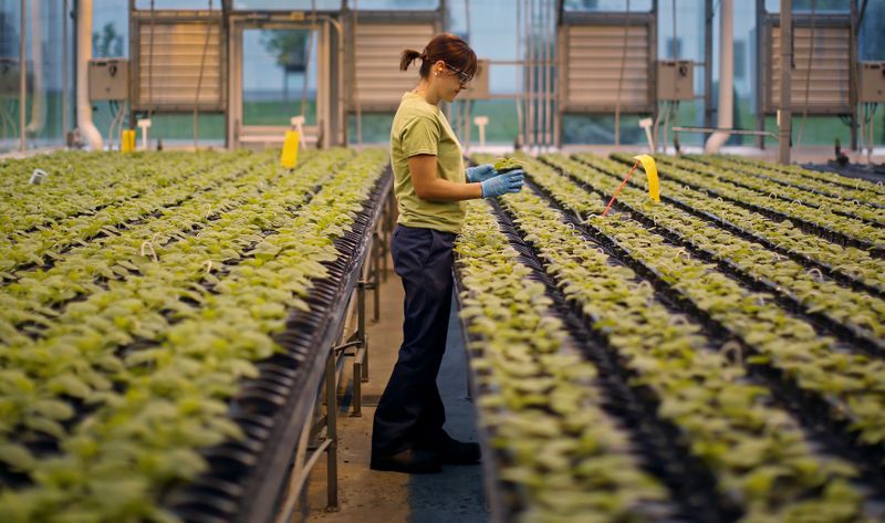 An worker inspects the Nicotiana benthamiana plants at Medicago greenhouse
