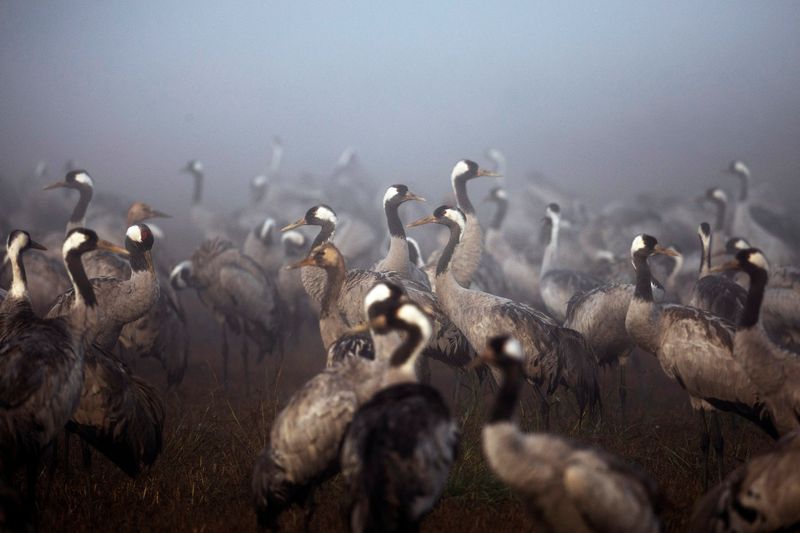 Cranes gather during the migration season on a foggy morning