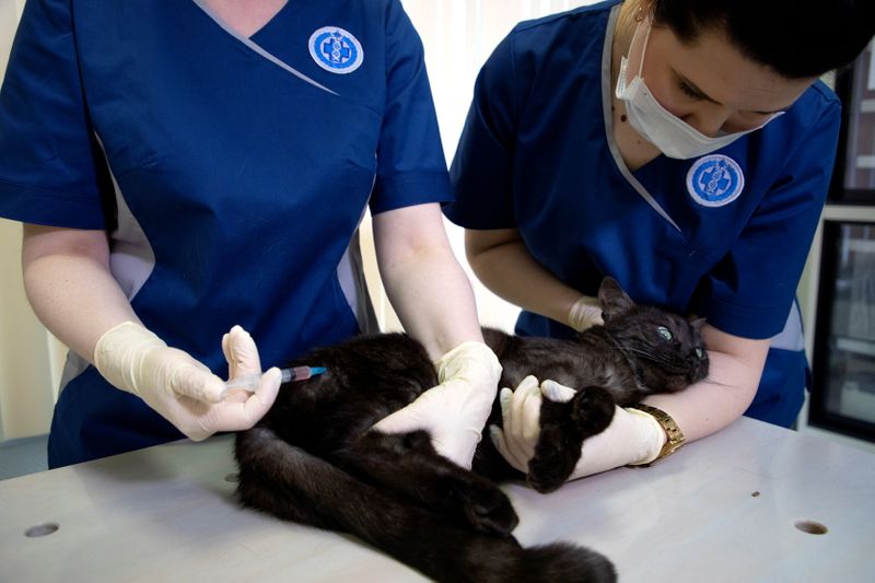 A cat receives a dose of the Carnivac-Cov vaccine for