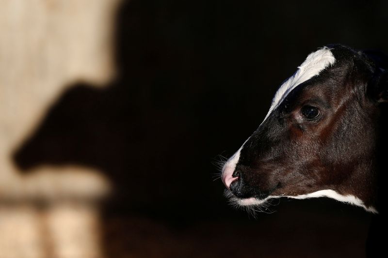 A calf stands in a barn at a dairy farm