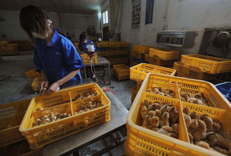FILE PHOTO: Workers vaccinate chickens with H9 bird flu vaccine