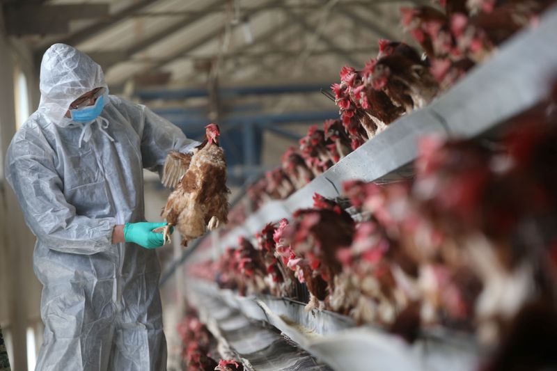 A quarantine researcher checks on a chicken at a poultry