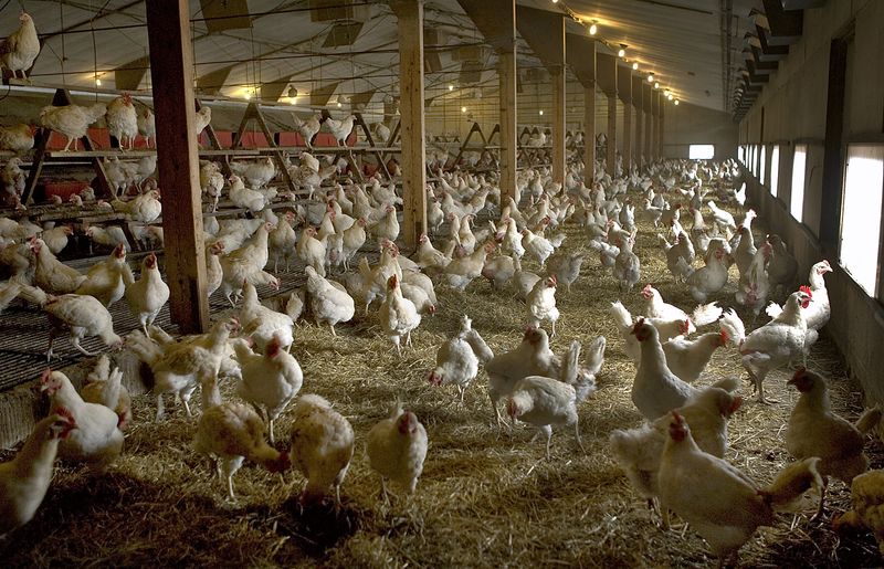 Free range chickens are kept indoors in a free range
