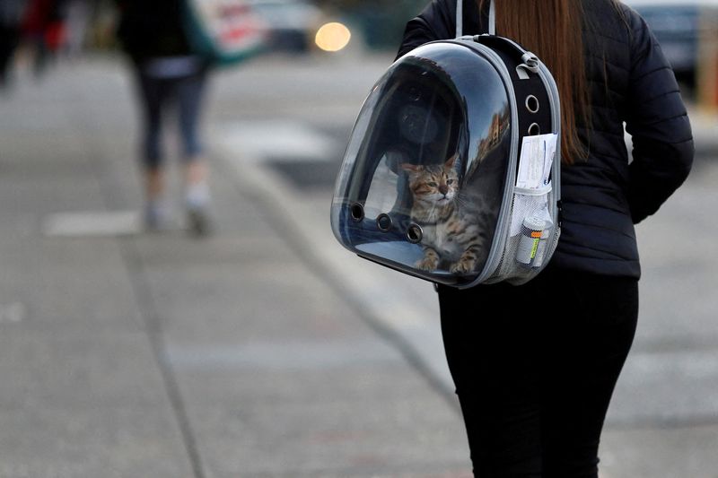 FILE PHOTO: A woman carries her pet cat inside of