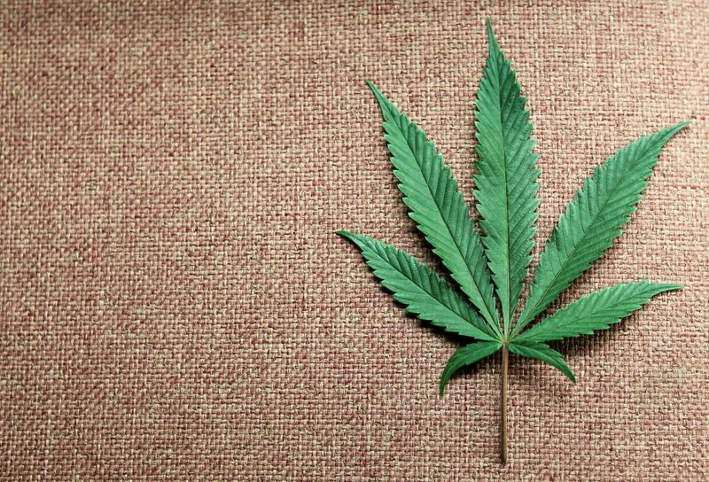FILE PHOTO: A marijuana leaf is displayed at Canna Pi