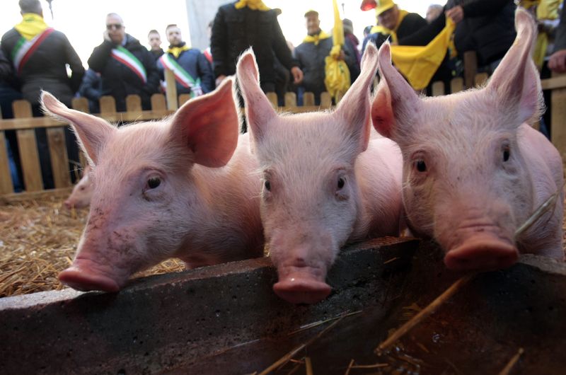 Pigs are pictured during a farmers protest in front of
