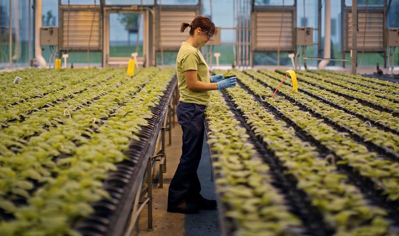 FILE PHOTO: A worker inspects the Nicotiana benthamiana plants at