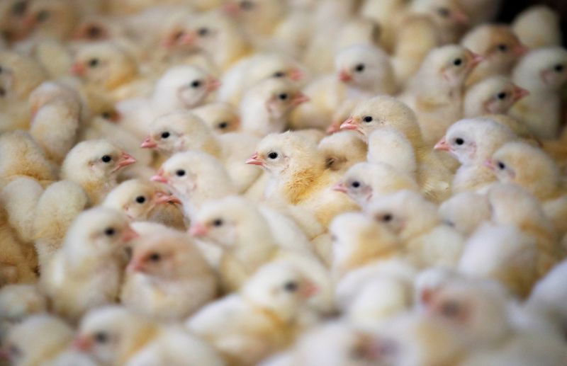 FILE PHOTO: Chicks are seen at a poultry farm in