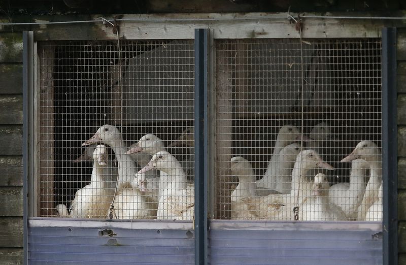 Ducks in cages are seen at a duck farm in