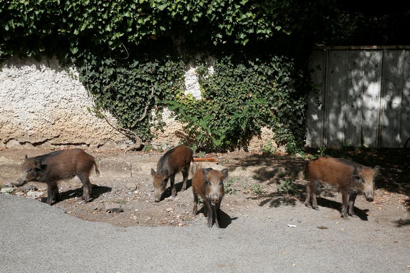 FILE PHOTO: Wild boars roam street foraging for food in