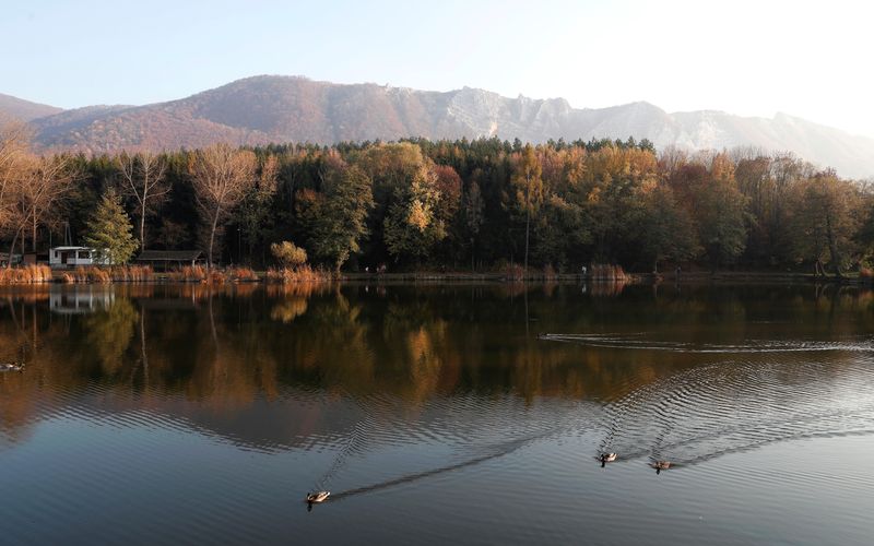 FILE PHOTO: Ducks swim at a lake during a sunny