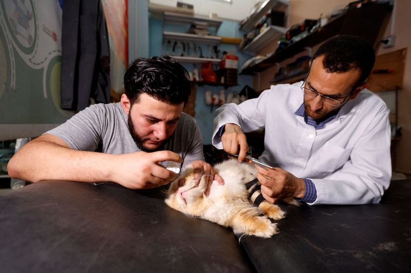 Orthopaedic surgeons offer Gaza’s injured animals a new lifeline