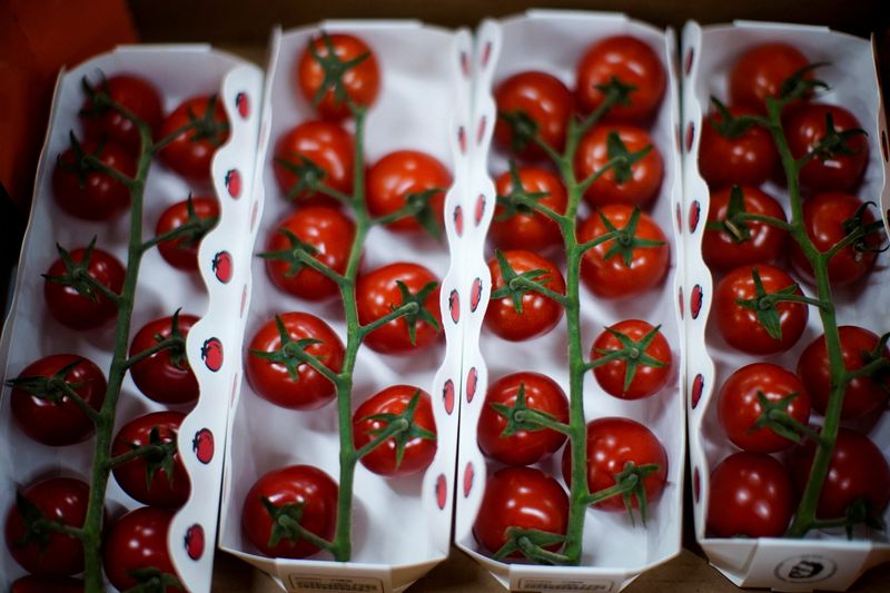 FILE PHOTO: Tomatoes are seen at Hengda greenhouse in Shanghai